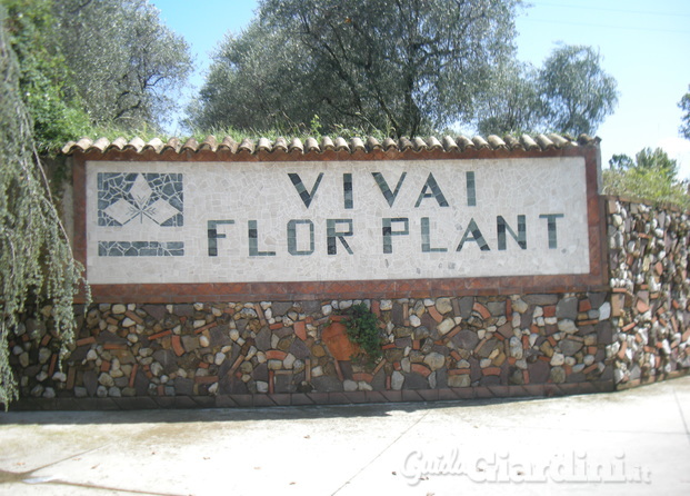 Vivai Flor Plant