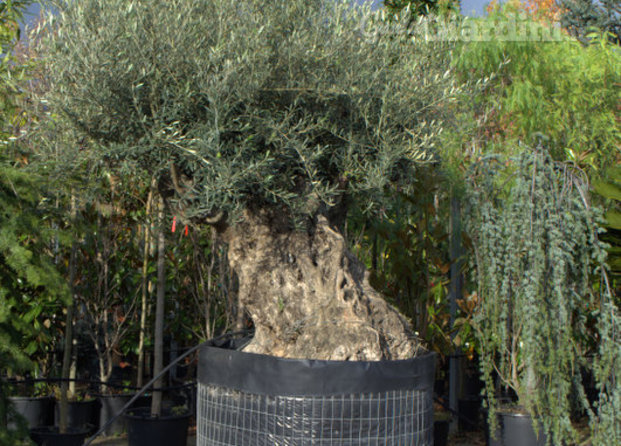 Olea auropea