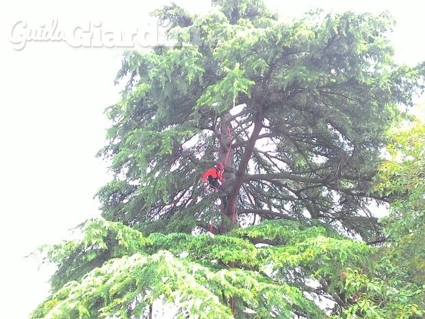 Cedro de libano in tree climbing