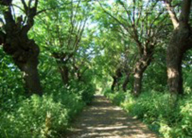 Manutenzione Giardino