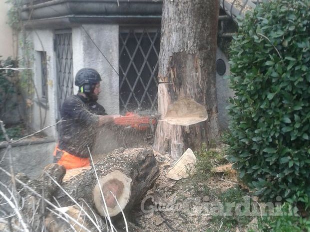 Abbattimento controllato in Tree Climbing