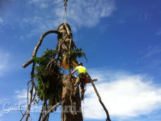 Abbattimento alberi alto fusto con autogru