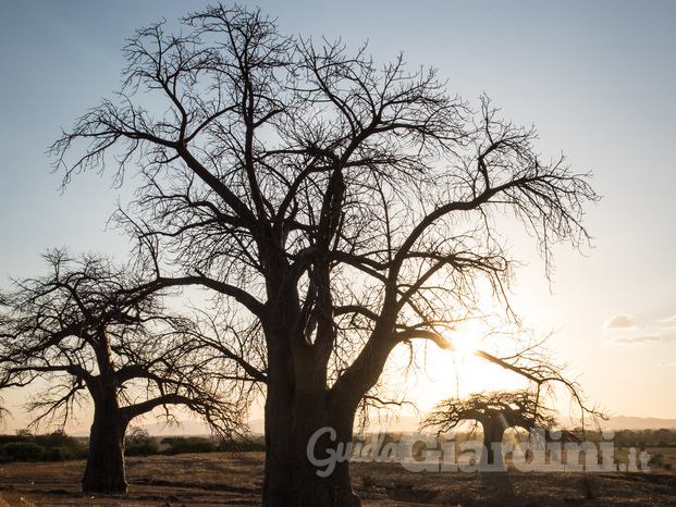 Baobab Zambia