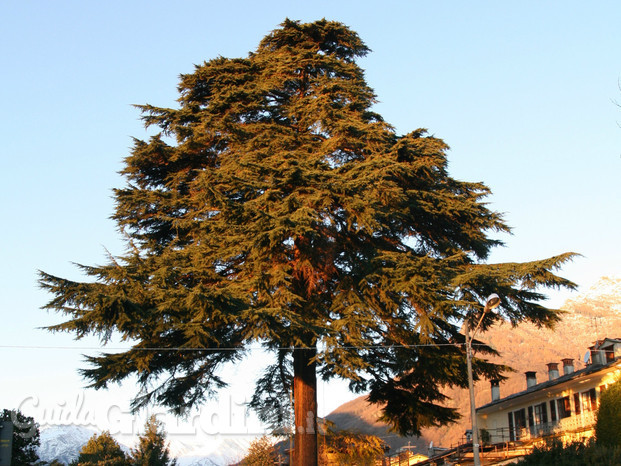 TreeUp Treeclimbing 