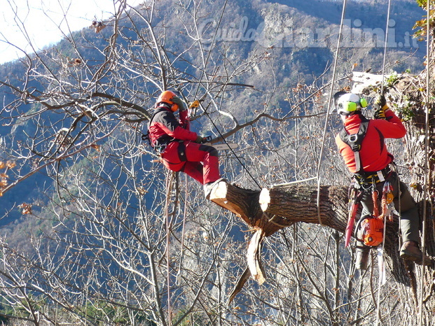 TreeUp Treeclimbing 