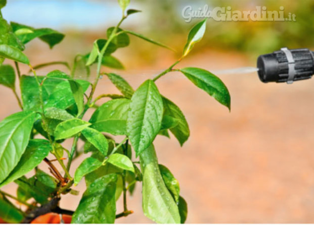 realizzazione e progettazione giardini