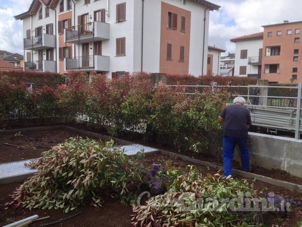 Piantumazione siepe di Photinia