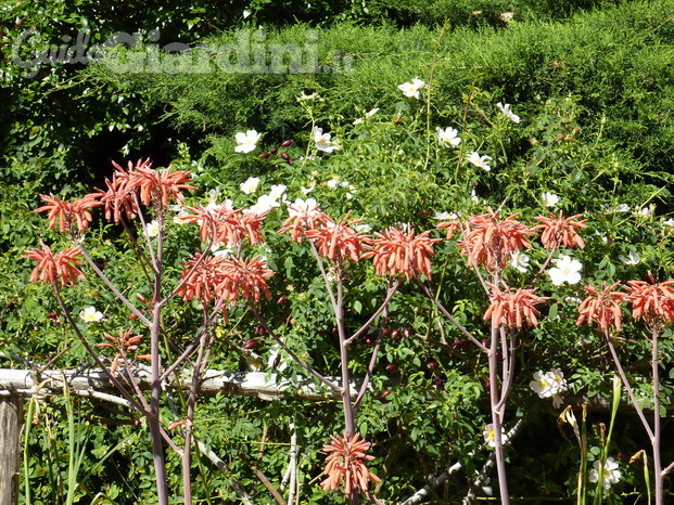 Aloe eRosa canina