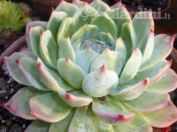 Echeveria aquamarine