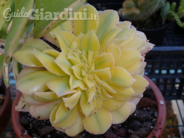 Aeonium Sunburst cristata