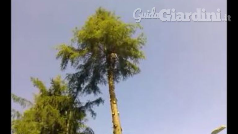 Abbattimento di albero ad alto fusto