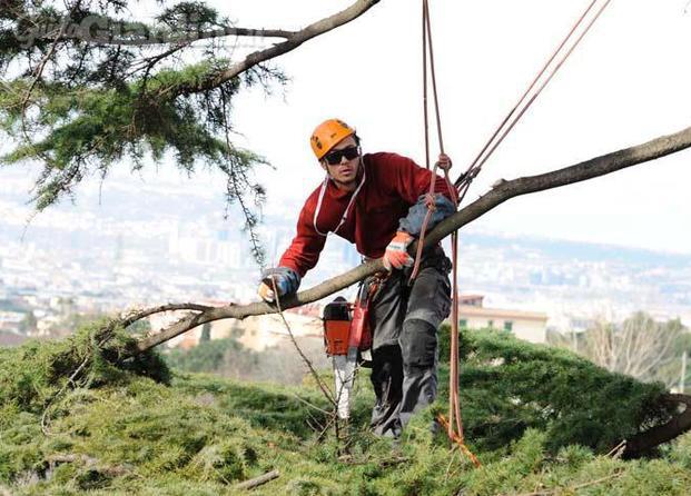 Abbattimento alberi