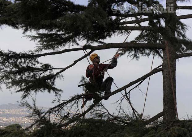 Abbattimento alberi