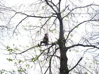 Jacaranda tree climbing