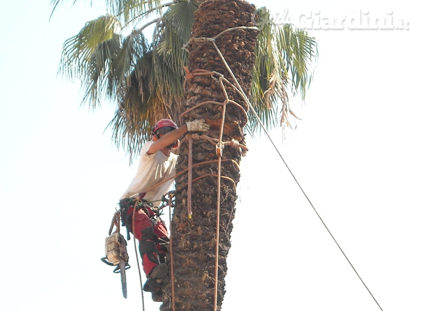 Abbattimento palma