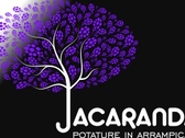 Jacaranda tree climbing