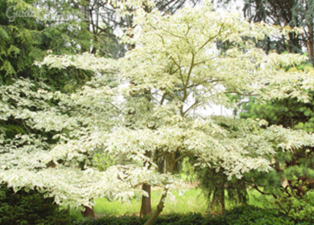 Floricoltura Minetti