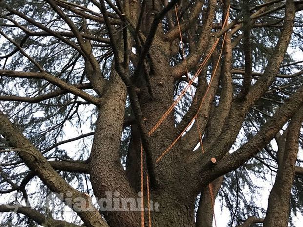 Cedro, pulizia del secco