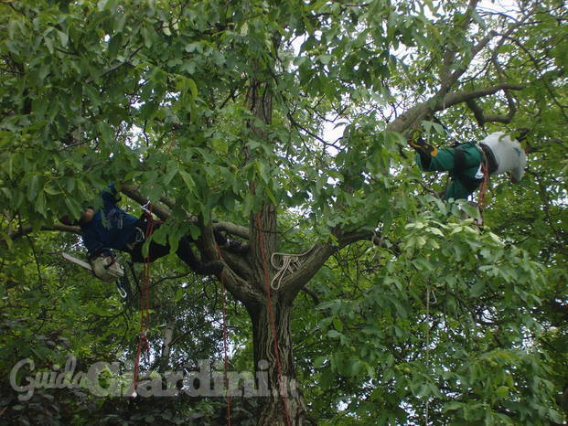 Potature tree climbing