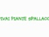 VIVAI SPALLACCI