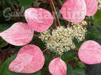 Vivaio Pollici Rosa di rare piante