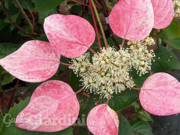 schizophragma hydrangeoides rose sensation