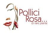 Vivaio Pollici Rosa di rare piante