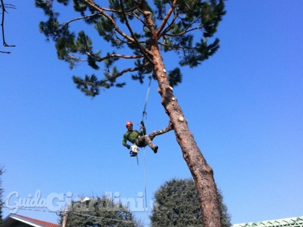 Treeclimbing