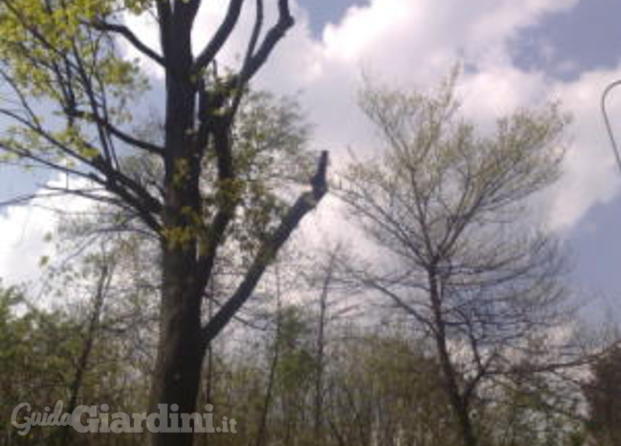 Potatura quercia con piattaforma aerea