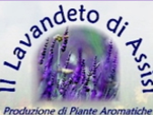 Il Lavandeto