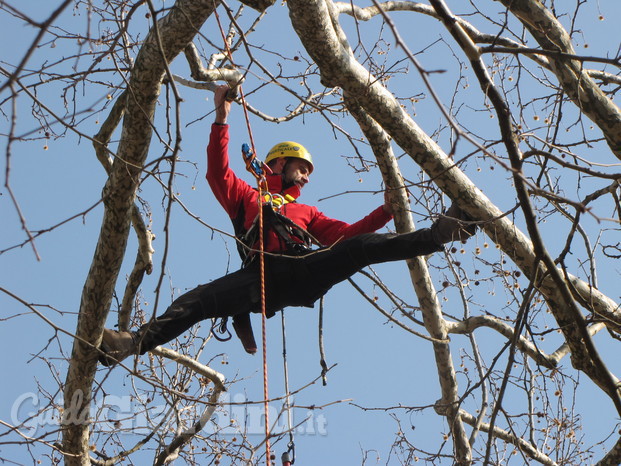 Tree climbing