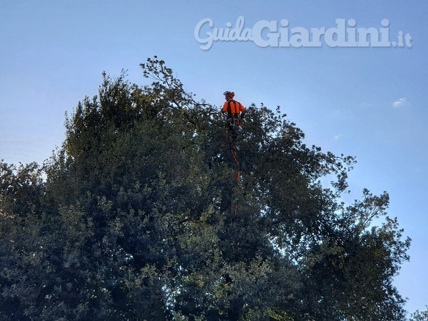 Potatura in tree-climbing