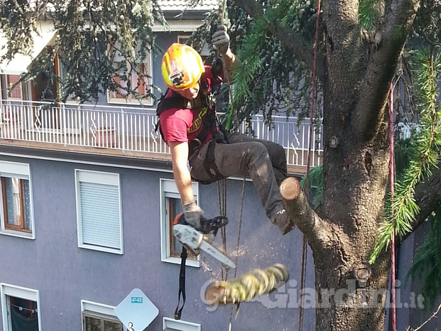 Top Green, tree climbing 