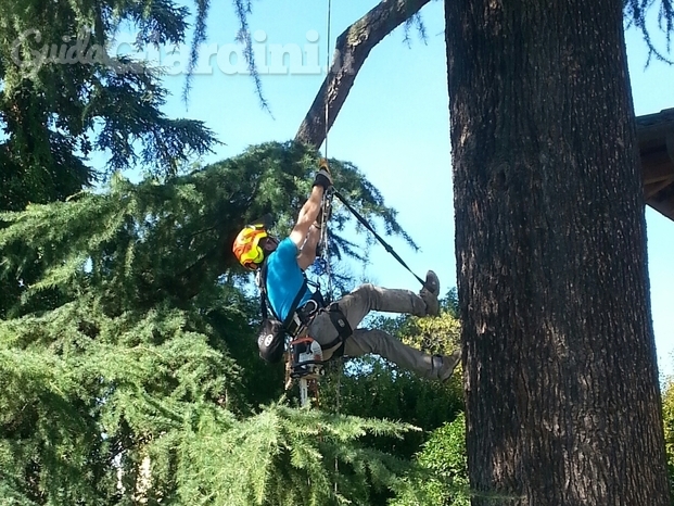 Top Green, tree climbing 