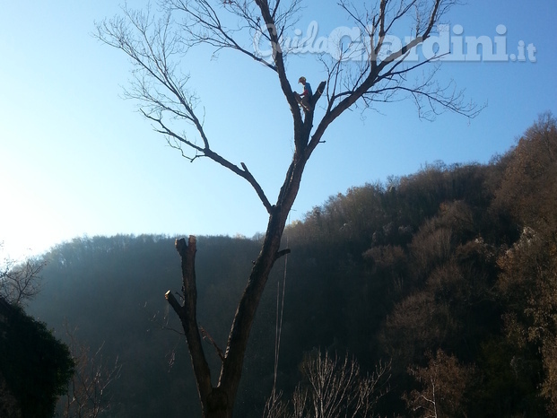 Top Green, tree climbing 