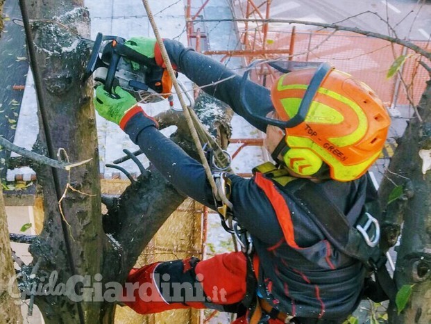 Top Green, tree climbing  