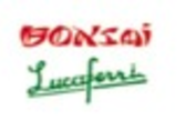 Bonsai Lucaferri