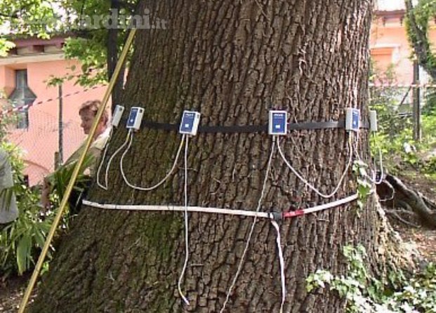 Analisi Di Stabilita' Alberi