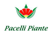 Pacelli Piante Ss