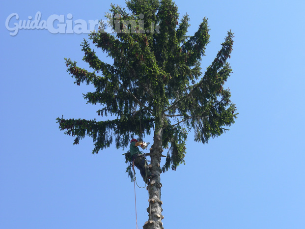 Potature in Tree-Climbing