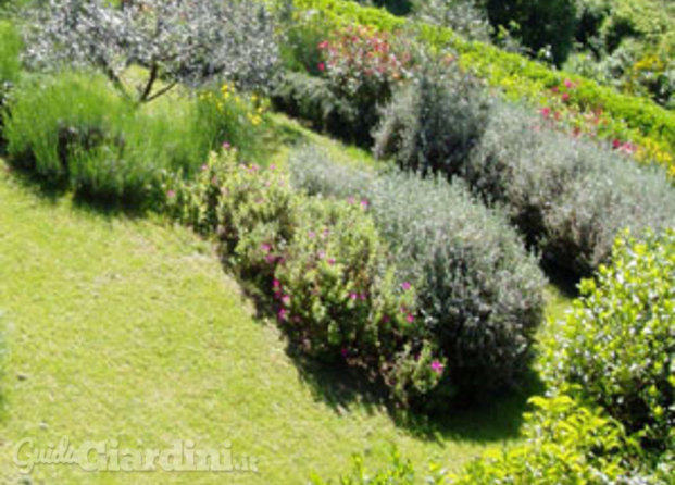 giardino con piante