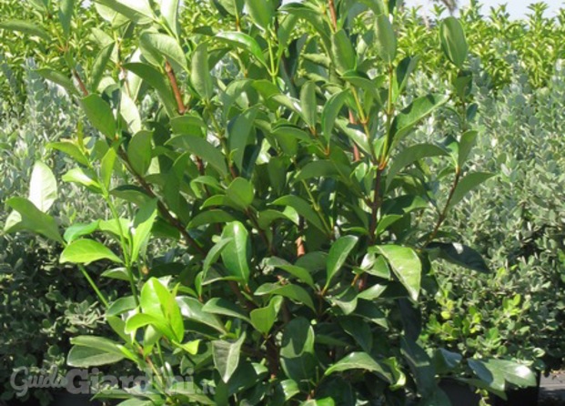 Viburnum tinus lucidum