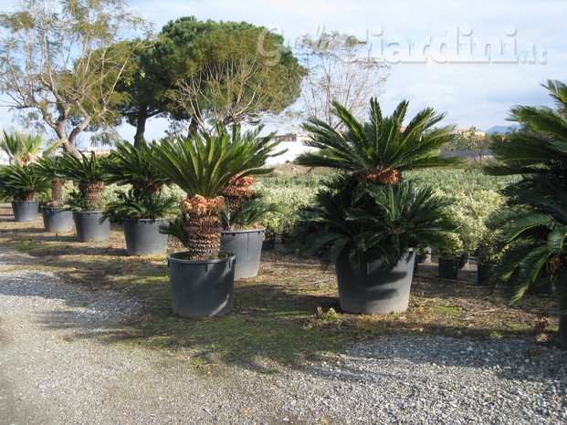 Cycas revoluta