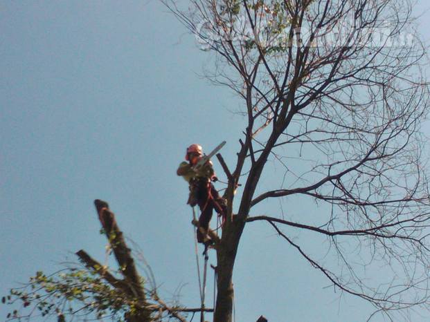 Abbattimento controllato con tecnica di Tree Climbing