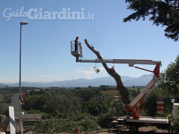 Abbattimento Pinus Pinea su strada pubblica con piattaforma di lavoro elevabile