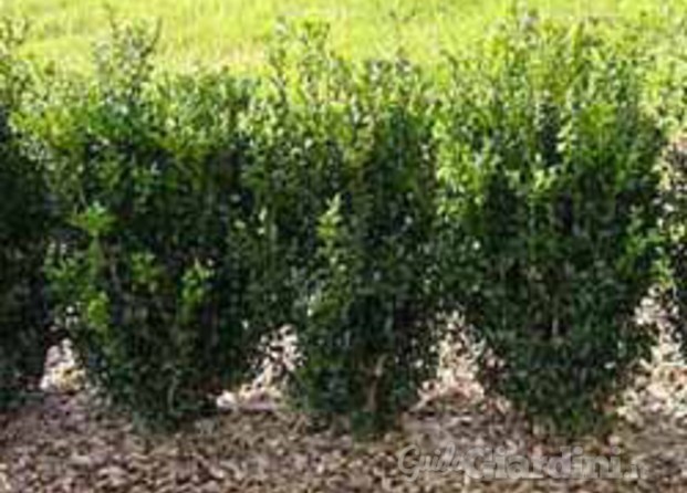 Buxus sempervirens