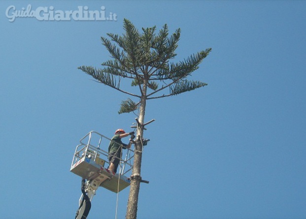 Abbattimento alberi