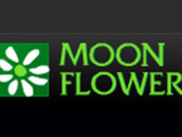 Moonflower