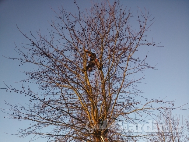 Potatura di Liquidambar in Tree Climbing