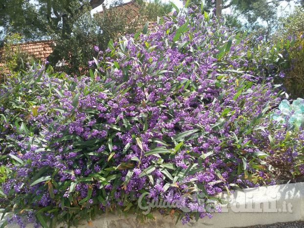 Giardino a Roquebrune